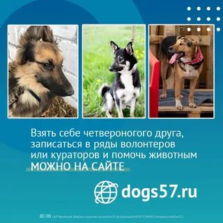 Животные собаки орел