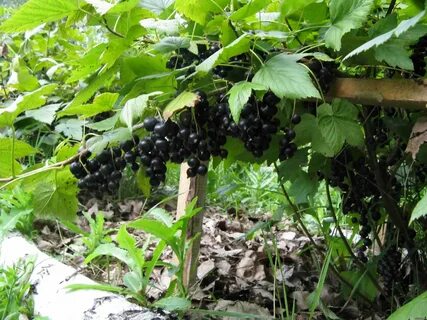 Молодые кусты смородины