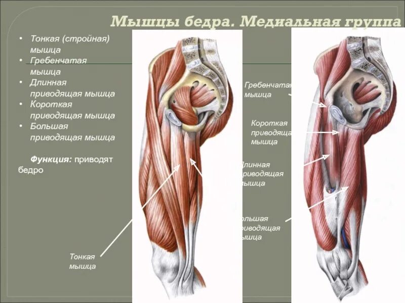 Функции приводящих мышц. Медиальная группа мышц бедра. Большая приводящая мышца бедра гребенчатая мышца. Мышцы бедер пмедиальная група. Малая приводящая мышца бедра анатомия.