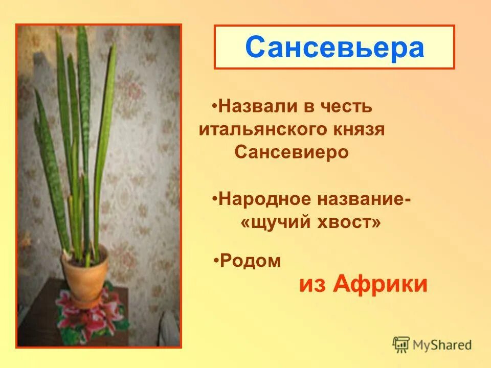 гортензия лепот математик. название растений которые названы в честь известных людей. растения которые названы в честь великих людей. растения названные в честь знаменитых людей. растения названные в честь людей.