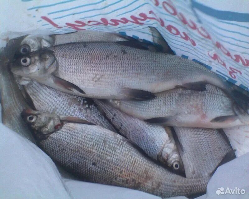 Рыба из сигов на м. Рыба сиг севанский. сиг морской. нельма и язь. сиг имандра.