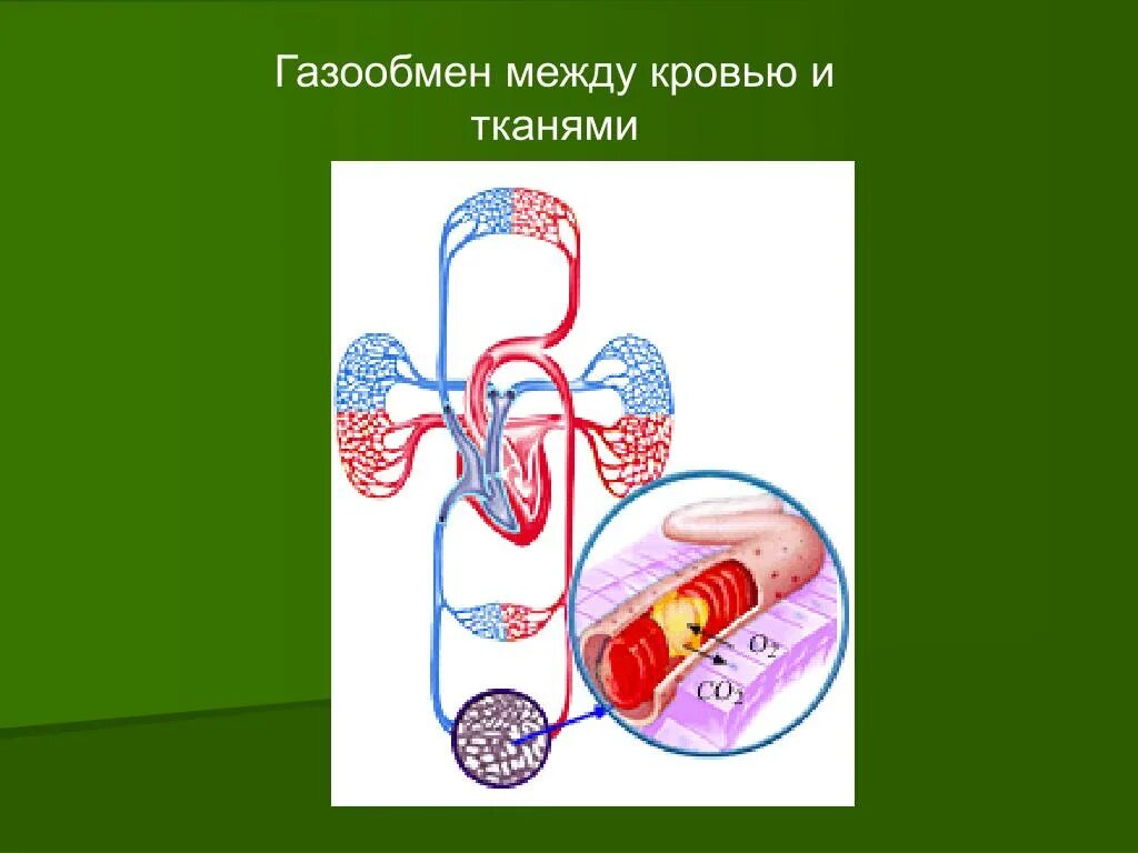 Обмен между кровью и тканями. Газообмен между кровью и тканями. обмен газов между кровью и тканями. 9. газообмен между кровью и тканями.. обмен газов между кровью и тканями схема.