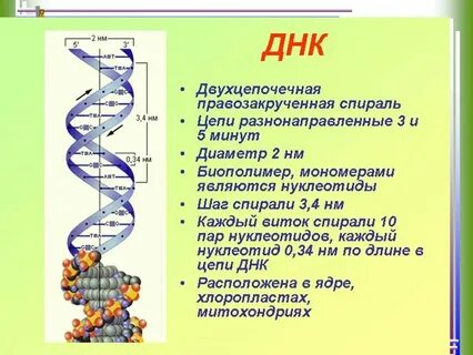 Понятие двойная спираль относится к молекуле