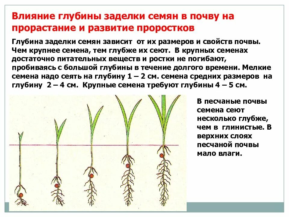 Глубина заделки семян томатов. Таблица глубина заделки семян 6 класс. Глубина заделки семян моркови. Глубина заделки семян. Глубина заделки семян зависит от.