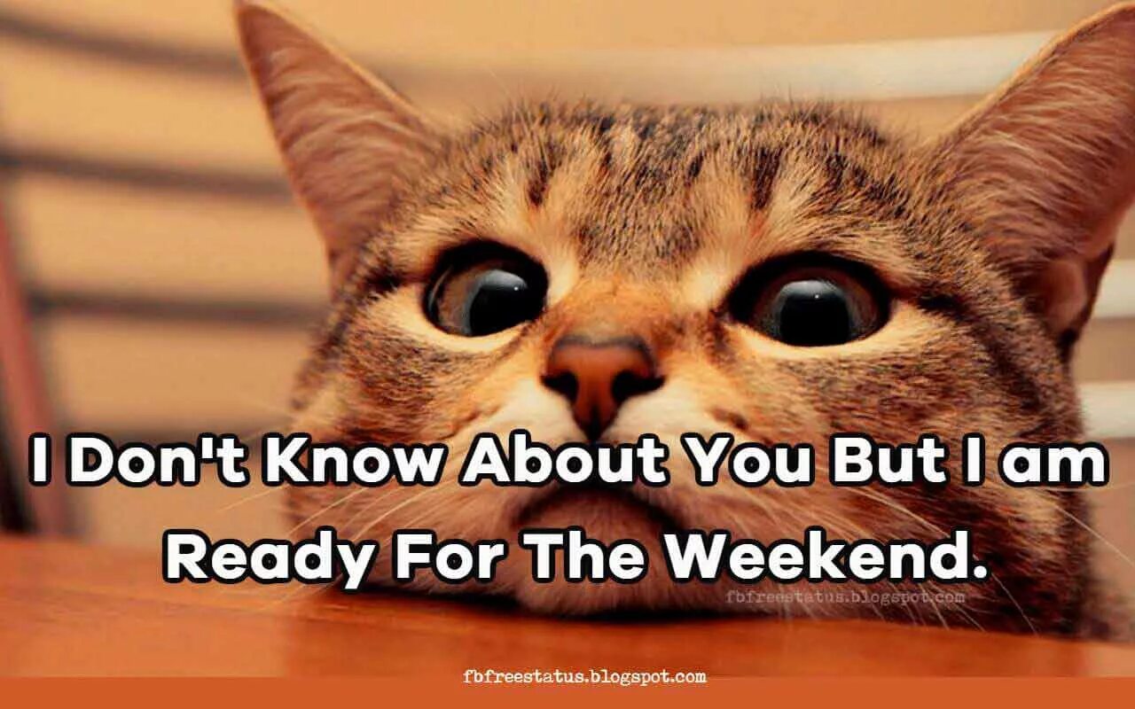 Fun ready. Weekend Happy funny. Weekend quotes. The weekend Мем. Картинки funny weekend.