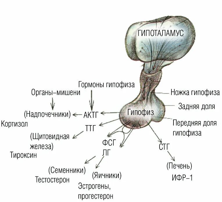 Гормоны передней доли гипофиза схема. Строение головного мозга гипоталамус и гипофиз. Гормоны передней доли гипофиза картинка. Строение гормонов передней доли гипофиза.