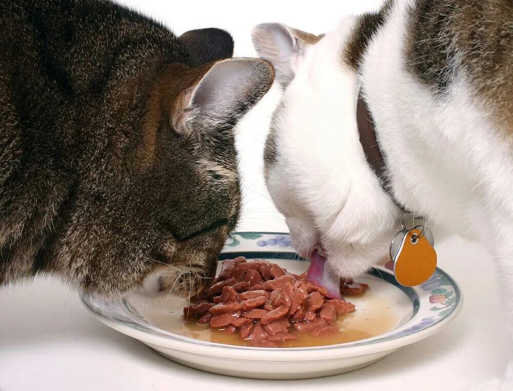 Порция кота в день. Еда для кошек. Животные и еда. Котик с едой. Вкусная еда для кошки.