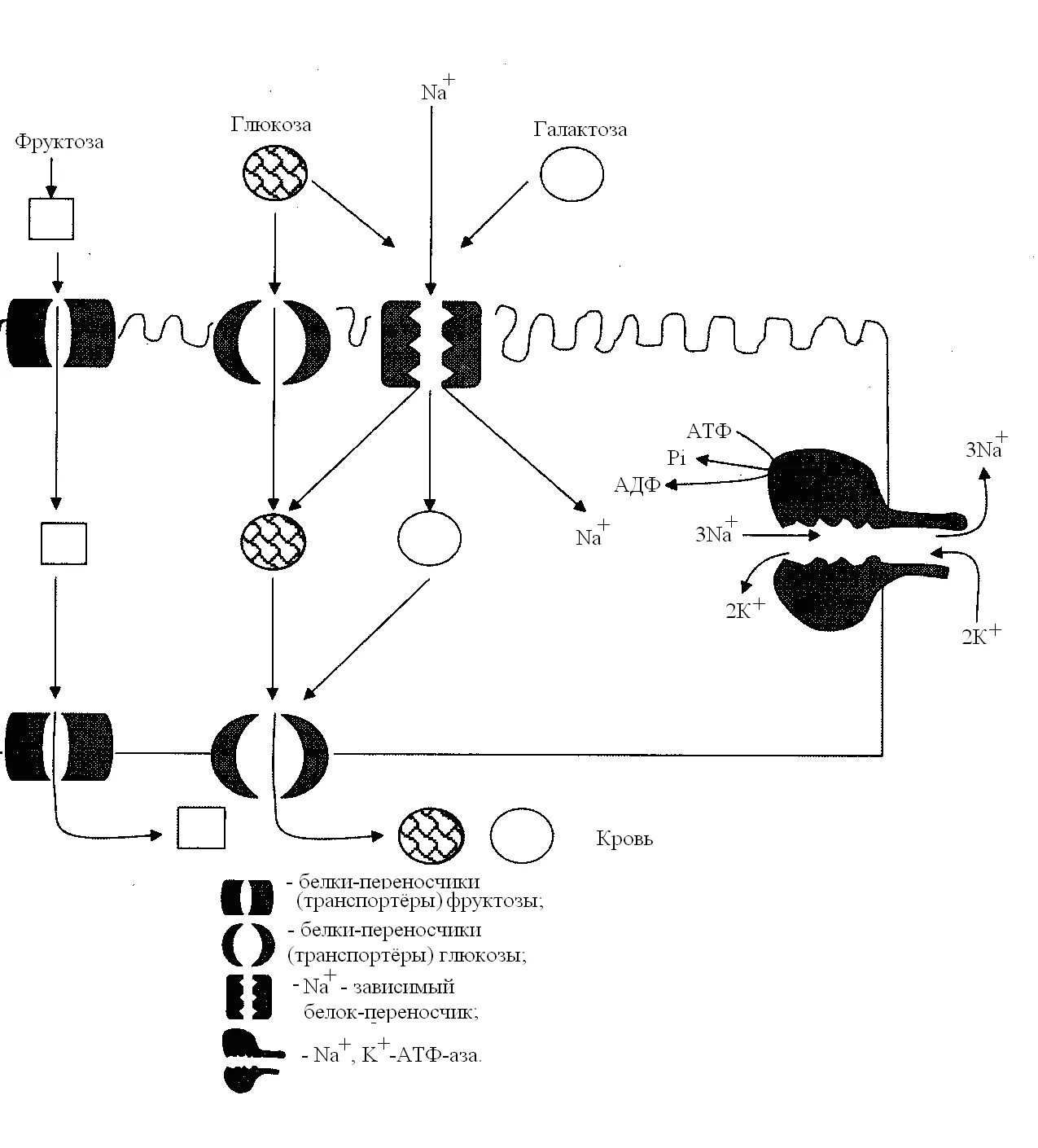 Транспорт глюкозы кровью. Механизм транспорта Глюкозы из крови в клетки. Белки-транспортеры Глюкозы глют. Клеточные транспортеры Глюкозы (глют),.