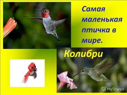 Тест мир птиц