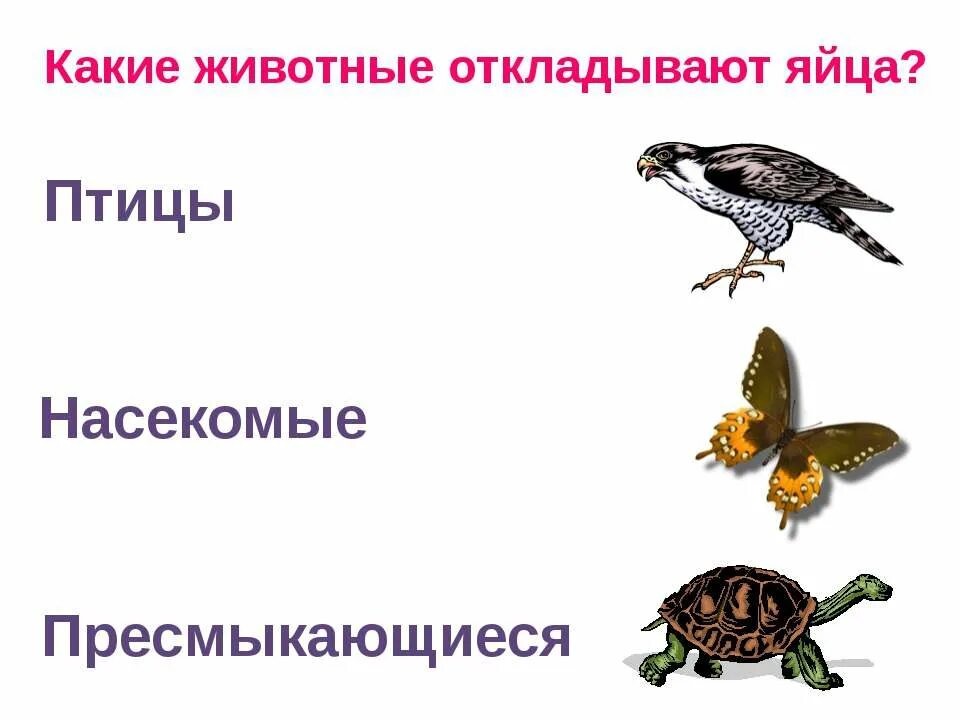 Какие животные откладывают яйца. Насекомые пресмыкающиеся и птицы. На животных которые откладывают яйца. Животные отклалывает яйца.