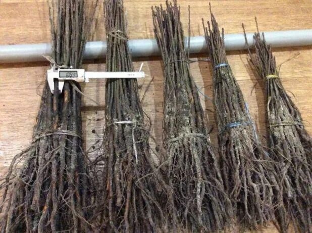 Подвой для груши 4 буквы. Подвой айвы. Подвой для груши купить. Подвой для груши 4 буквы. Подвой всл-2.