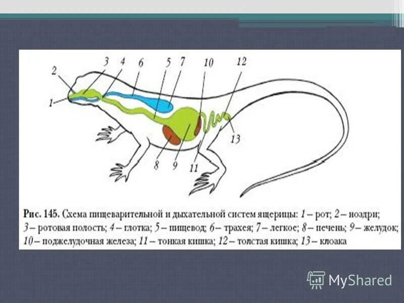 Какой орган у ящерицы