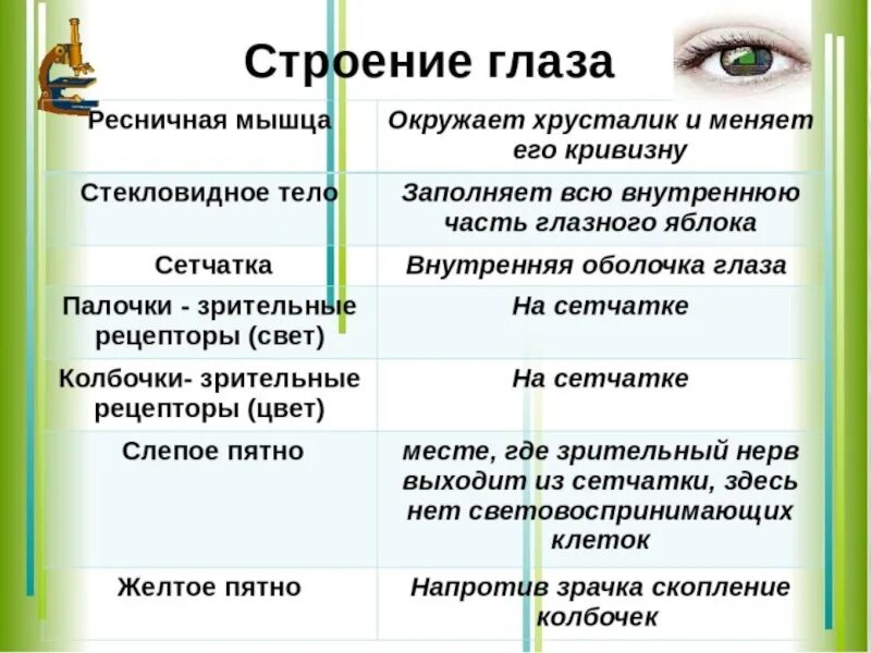 Функции частей глаза биология 8 класс. Таблица глаз орган зрения 8 класс биология. Зрительный анализатор строение глаза таблица. Строение глаза и функции его частей.