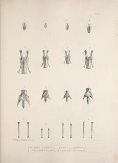 Сделайте анализ терминов по тэ osteologia pathologia
