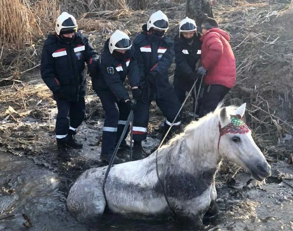 Спасение лошадей