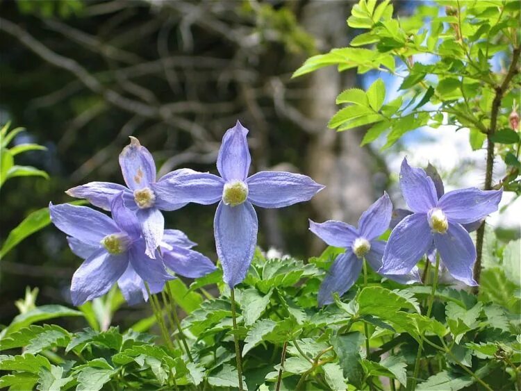 Клематисы горные сорта. Клематис Atragene. Clematis Alpina. Клематис Альпина. Клематис Альпийский.