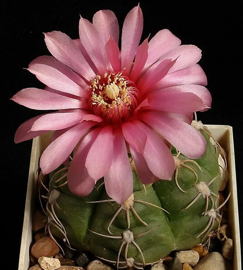 Кактус расцвел. Кактусы долгоцветущие. Кактус фловеринг. Кактусообразные цветы. Кактус расцвел.