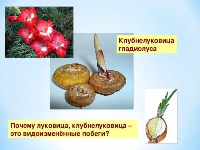 У каких растений встречается луковица. Клубнелуковица гладиолуса это видоизмененный побег. гладиолус луковица или клубнелуковица. метаморфозы побега клубнелуковица.