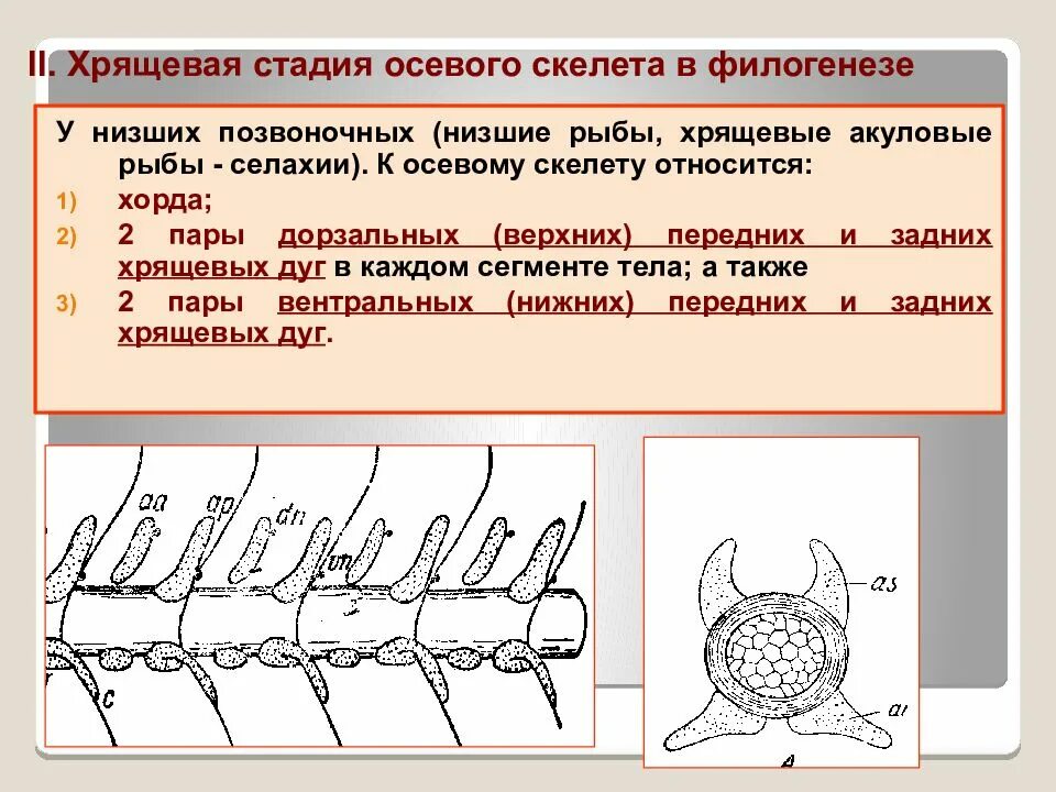 1 филогенез. Позвоночник хрящевых рыб. Этапы формирования скелета. Строение осевого скелета хрящевых рыб. Филогенез скелета.