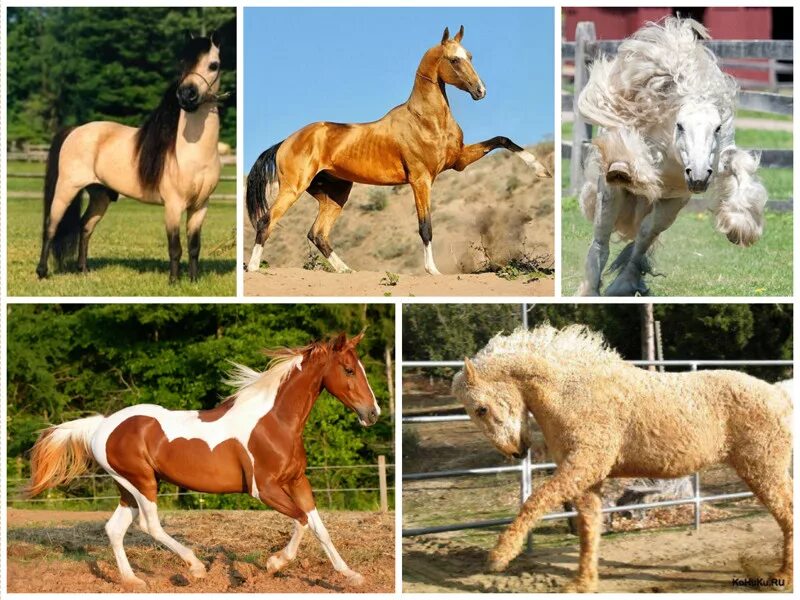 Показать видео какие бывают. Муругая масть лошади. Лошадь масти Абигаль. Разные расцветки лошадей. Лошади разных окрасов.