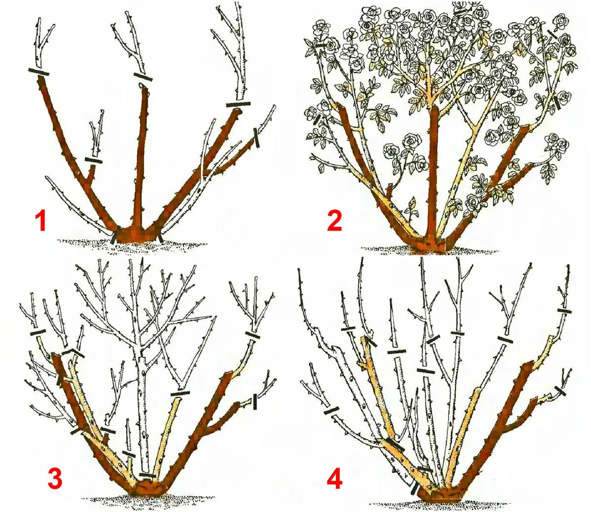 Обрезка плетистой розы весной. Обрезка плетистой розы весной схема. Схема обрезки плетистой розы весной. Обрезает розы осенью.