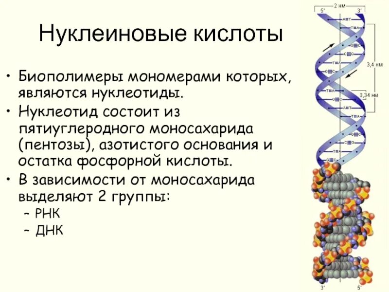 Белки строение мономера. Белки биологические полимеры мономерами которых являются. Белки это биополимеры мономерами которого являются аминокислоты. Биополимеры нуклеиновые кислоты функции. Белки это мономерами которых являются.