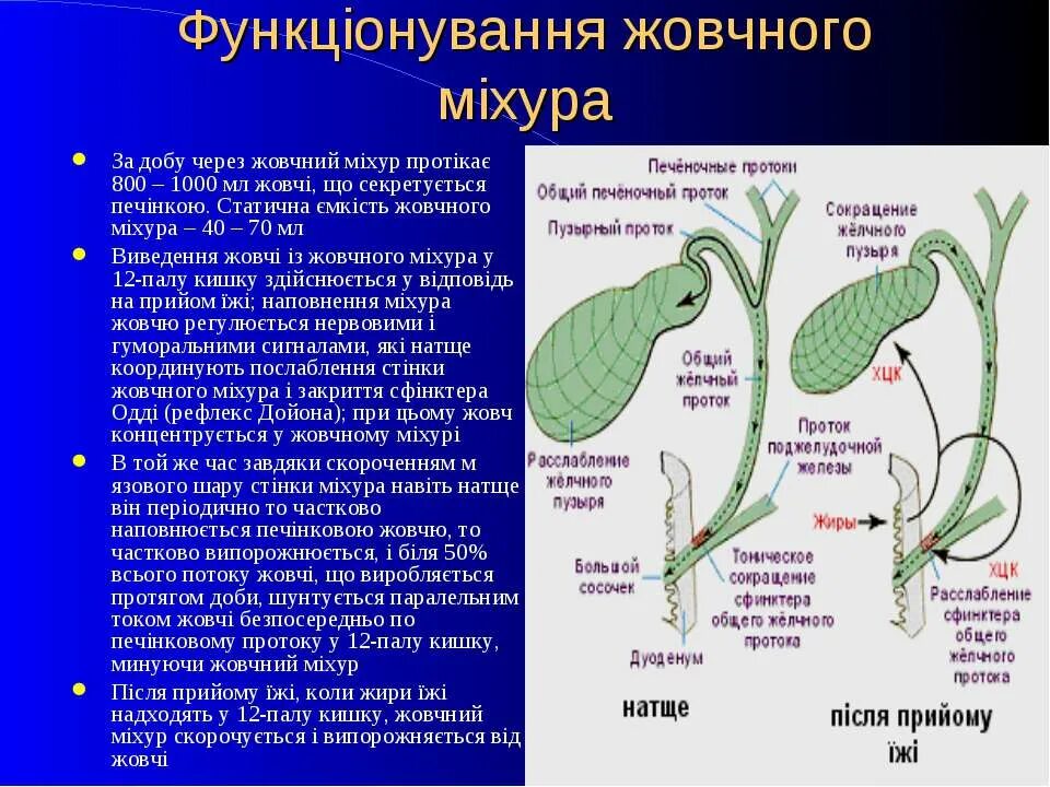 Уменьшенный желчный пузырь. Нужен ли желчный пузырь. Зачем нужен желчный пузырь. Роль желчного пузыря в организме. Что такое желчный пузырь и зачем он нужен.