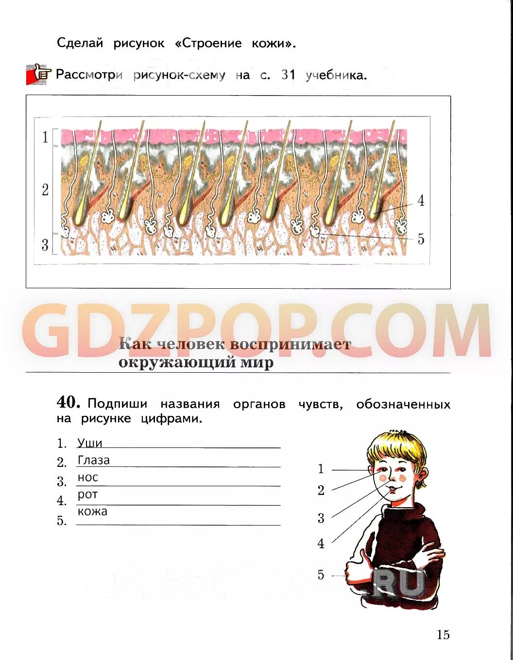 Рассмотри в учебнике рисунки. Подпиши названия органов чувств. Окружающий мир 4 класс Виноградова Калинова. Тетрадь окружающий мир 4 класс Виноградова. Подпиши названия органов чувств обозначенных на рисунке.