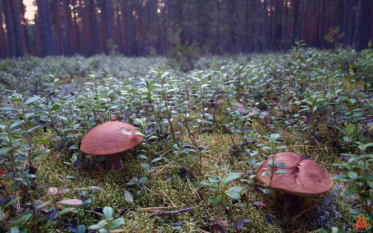 Подосиновик Сосновый. Подосиновик в черничнике. Грибы в Сосновом.Березовом Бору. Подосиновики Норильск. Болотные грибы