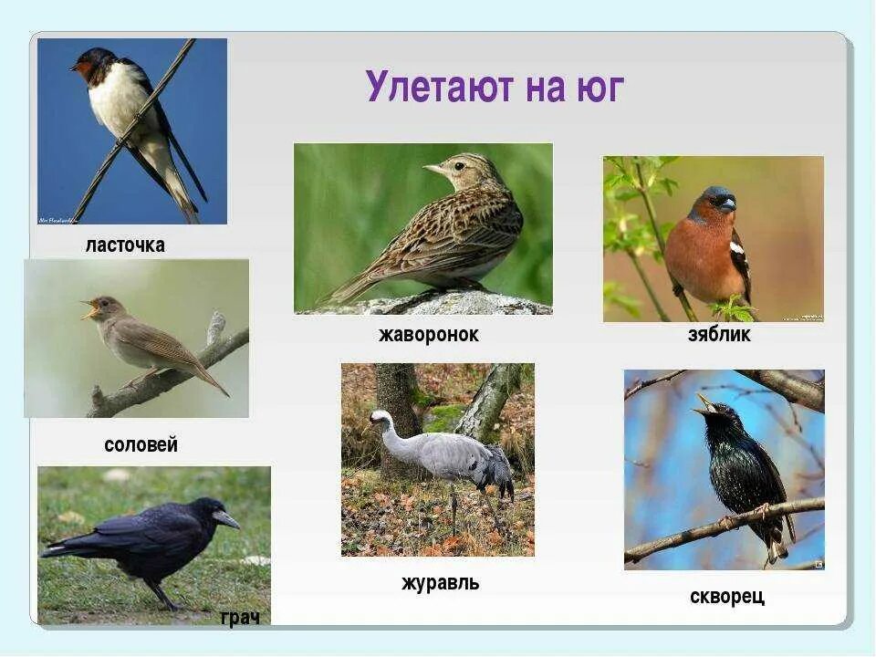 Какие птицы улетают. Какие птицы улетают на бг. какие пиицы улетаютнаюг. какие птицы цлетают на бг. птицы которые улетают в теплые края.