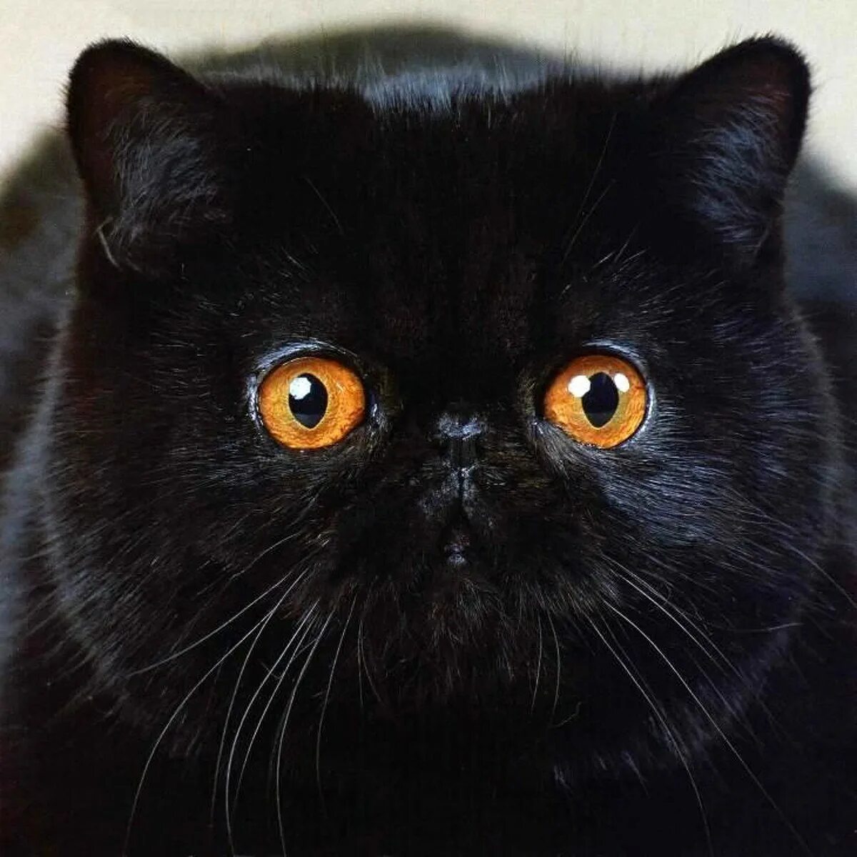 Экзот кошка черная. Черный экзот котенок. Британец экзот черный. Кот породы экзот черный. От персидской кошки с шоколадной окраской