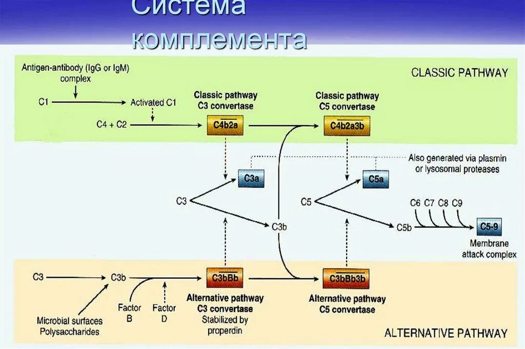 Комплемент c. Система комплемента. Компоненты системы комплемента. Система комплемента схема. Белки системы комплемента.