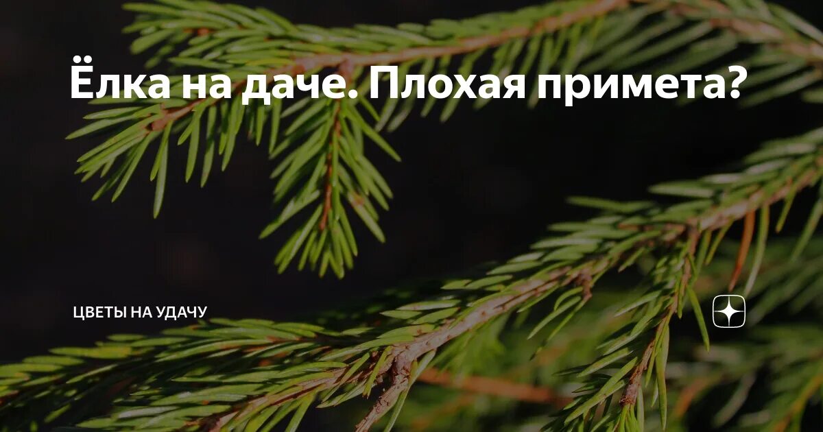 Примета высадить ель. Ель на даче плохая примета. Приметы про ёлку. Приметы про ель. Приметы елки дома