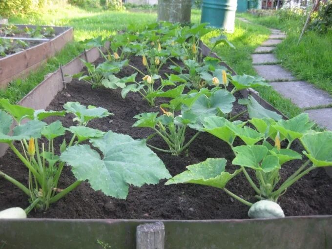 когда сажать кабачки