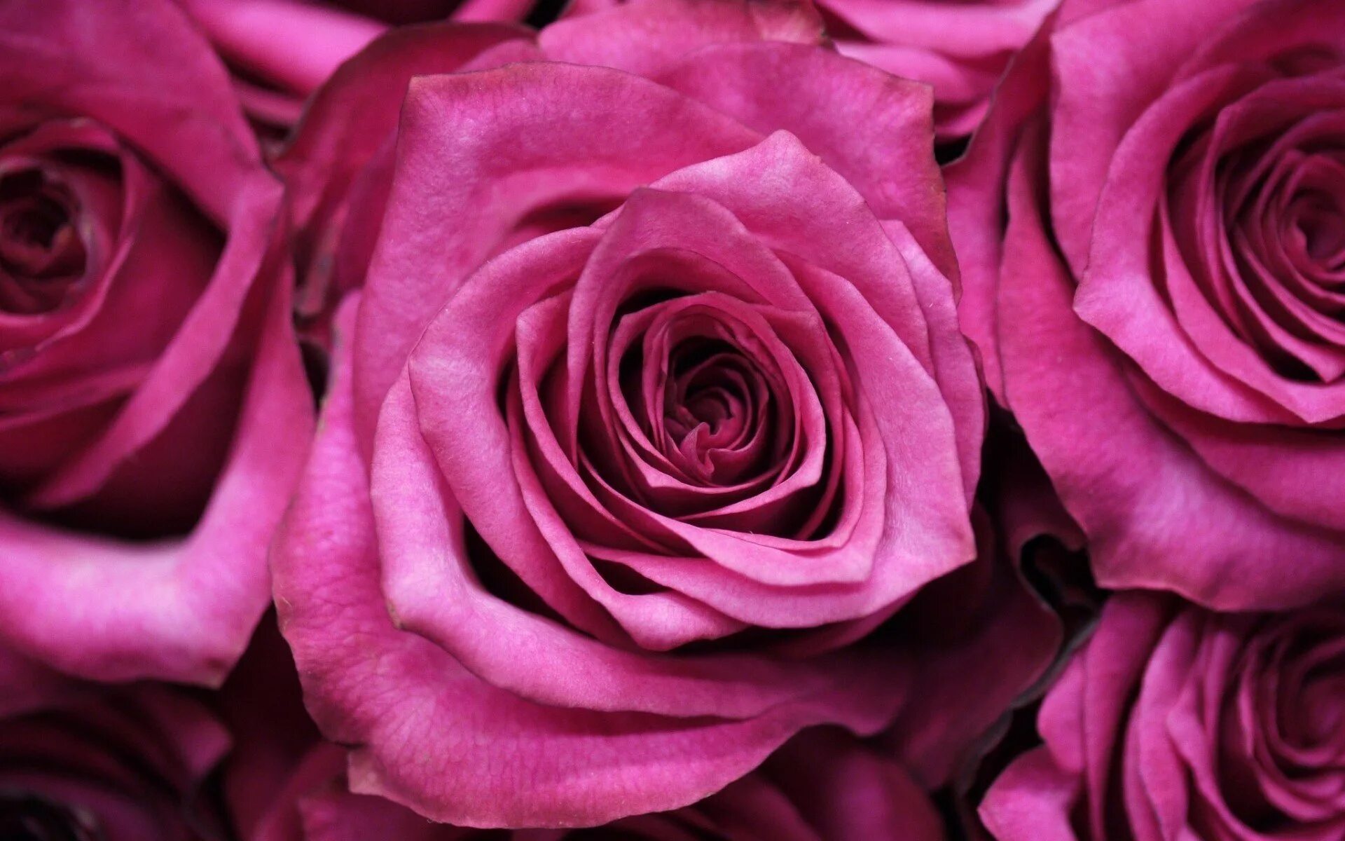 Лилово розовые цветы. Розы и фуксии.