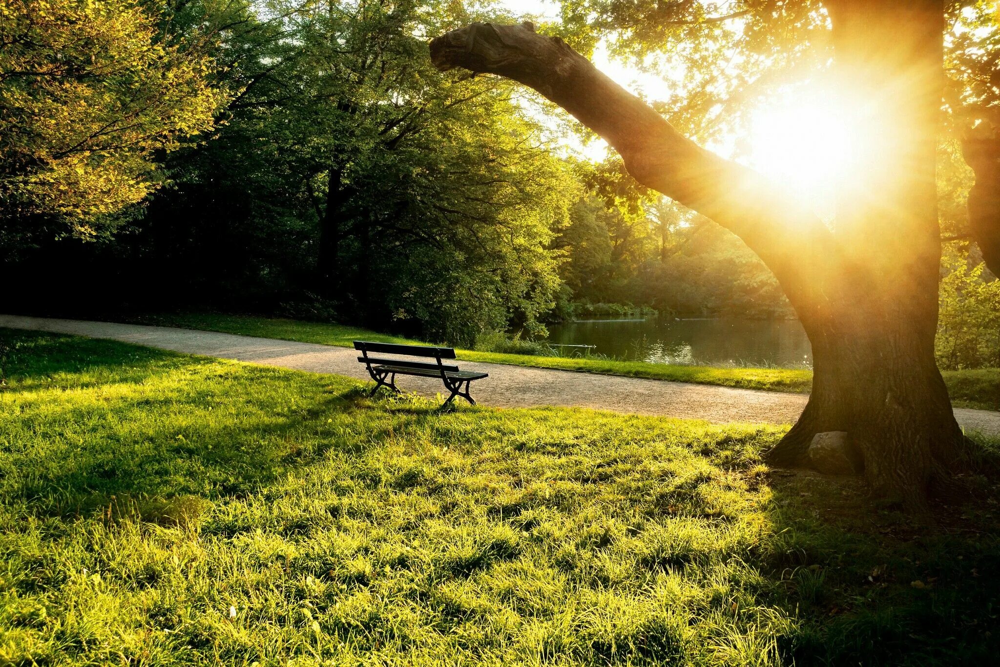 Солнечная погода перевод. Лето солнце. Природа в парке. Природа солнце. Скамейка в парке.