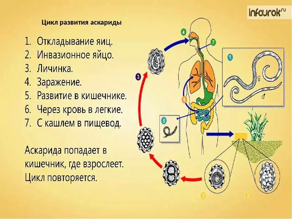 Образ жизни аскариды. Циклы развития аскариды по биологии 7 класс биология. Круглые черви цикл развития аскариды. Цикл развития человеческой аскариды биология 7 класс. Цикл развития аскариды схема.