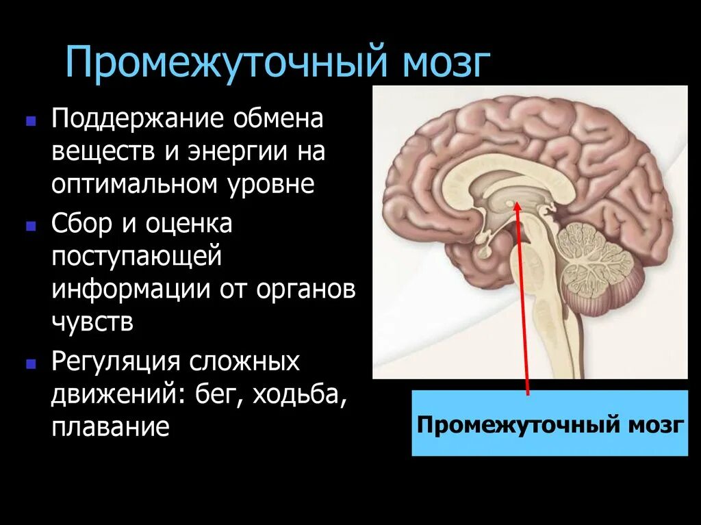 Функции промежуточного мозга регуляция работы. Промежуточный мозг таламус задний мозг. функции промежуточного мозга регуляция. функция промежуточного мозга позвоночных. строение и функции промежуточного мозга и среднего мозга.