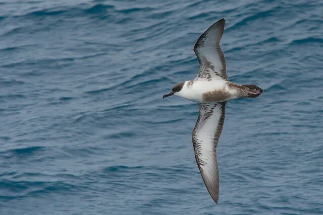 Буревестникообразные Procellariiformes Буревестниковые (Procellariidae) Пестроли