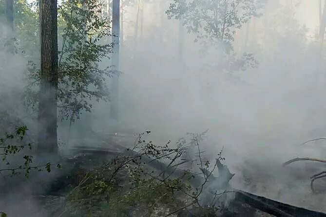 Дым в лесу. Дымный лес. Дымящийся лес. Лесная дымка. Сквозь лес и дым геншин