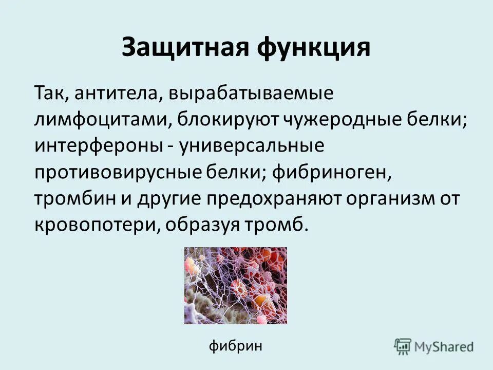 Интерферон, полученный генно-инженерным способом. Факторы защиты организма. Роль интерферонов. Различия антител и интерферона. Каталитические белки примеры.