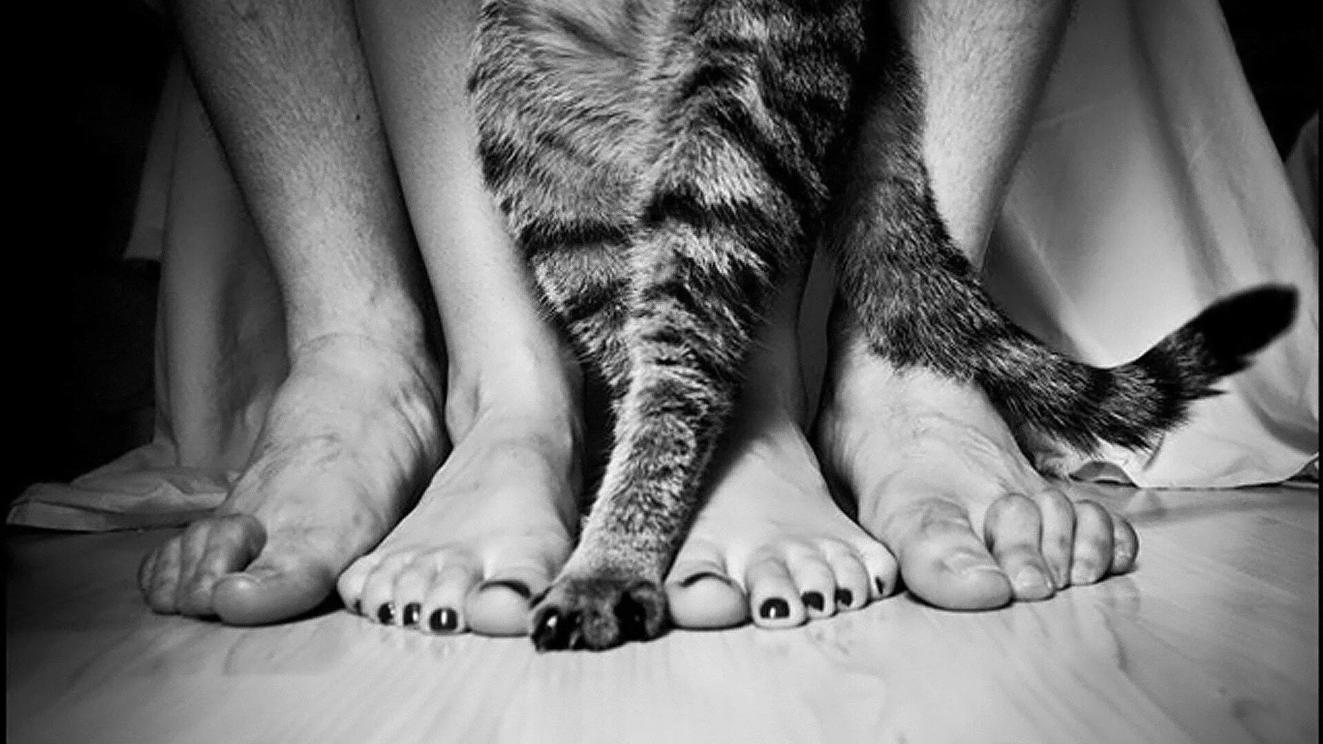 Твои лапки не мешают. Обняла ногами. Женщина кошка мужчина. Котик обнимает ногу. Ноги кота.