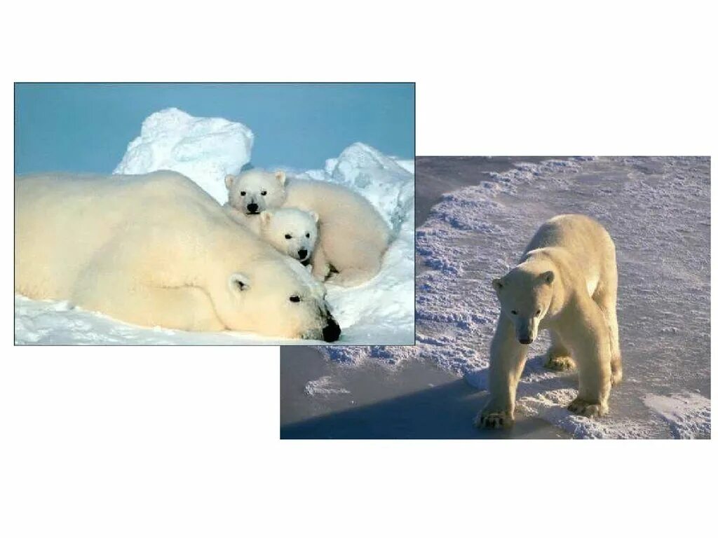 Где обитают белые медведи на каком материке. Взрослый самец белого медведя. Тату белый медведь. Верблюд и белый медведь. Белый медведь и обезьяна.