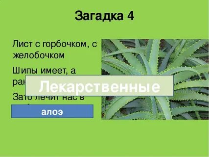 Алоэ признак приспособленности