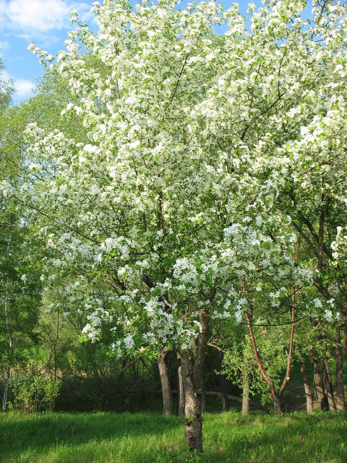 Дико растущая яблоня. Яблоня Сибирская дичка. Яблоня Лесная Malus Sylvestris. Яблоня Сибирская Ягодная. Яблоня Лесная (Дикая) (Malus Sylvestris).