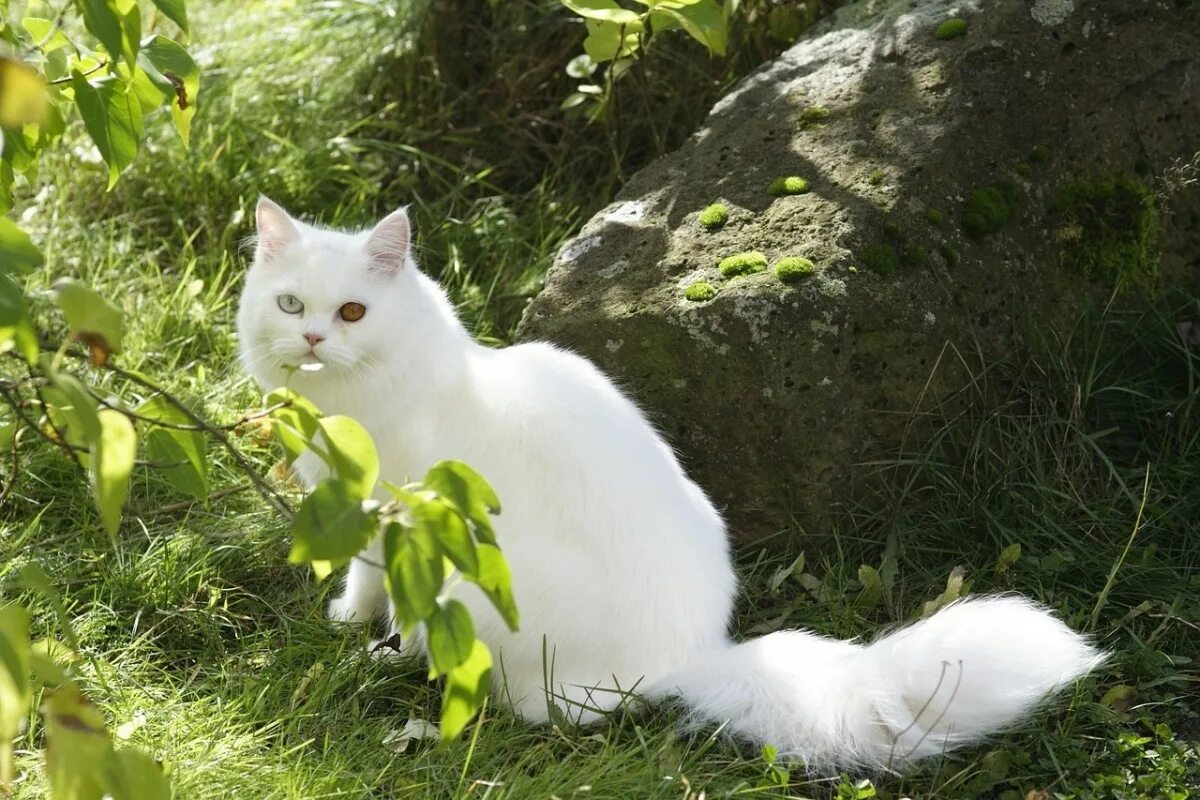 Белый кот мурзик. Сибирская ангорская кошка. Ангорская кошка короткошерстная. Турецкая ангора кошка. Турецкая ангорская кошка короткошерстная.
