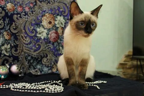 Тайский котенок в добрые