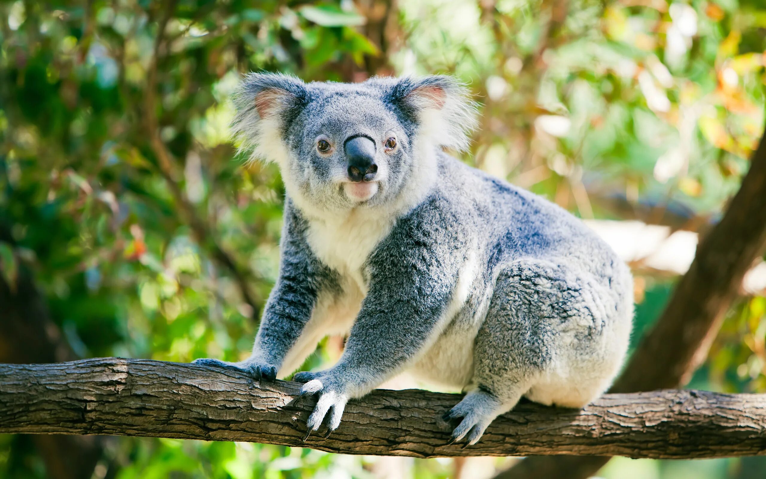 Эндемики Австралии. Австралийская коала. Эндемики Австралии животные. Животное эндемика Австралии.