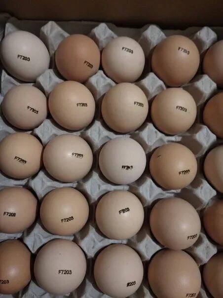 Инкубационное яйцо бройлера Росс 308. Инкубационное яйцо Кобб 500. Инкубационное яйцо Кобб 500 Чехия. Инкубационное яйцо бройлера Кобб 500. Яйцо инкубационное купить в белгородской области