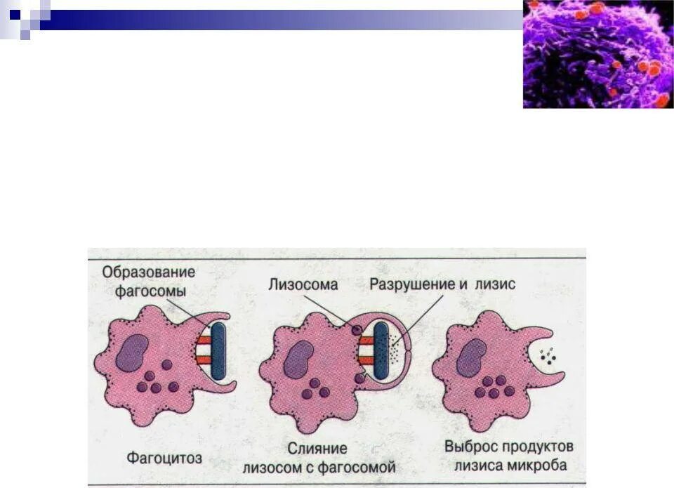 Фагоцитозный пузырек. Фазы фагоцитоза схема. Механизм фагоцитоза схема. Схема фагоцитоза рисунок. Схема этапов хемотаксиса и фагоцитоза.